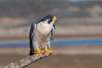 5 Types of Falcons in louisiana (With Pictures and Identification)