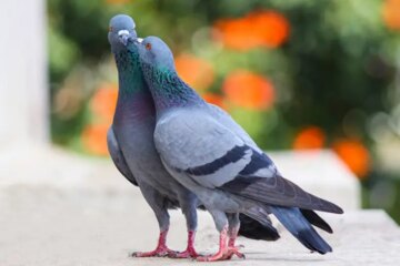 What Most New York Residents Don’t Realize About Pigeons in Spring Around Their Homes