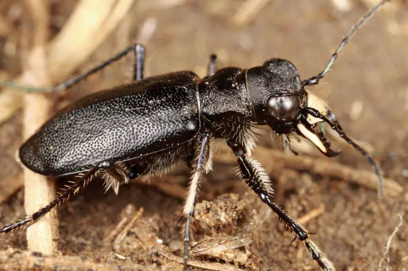 Prairie Beetles in Nebraska