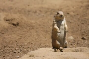 What Most Wyoming Residents Don’t Realize About Prairie Dogs in Their Yards