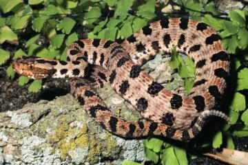 Little-Known Facts About Pygmy Rattlesnake Sightings in Texas