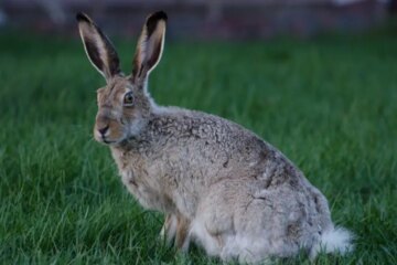 What Most Nebraska Residents Don’t Realize About Rabbits Around Their Homes