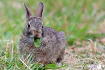 What Most Ohio Residents Don’t Realize About Rabbits Around Their Homes