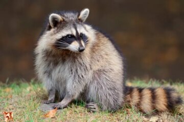 What Most North Carolina Residents Don’t Realize About Raccoons in Their Backyards