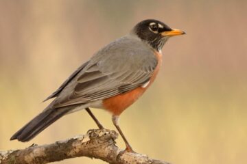 What Most Florida Residents Don’t Realize About Robins in Their Backyards