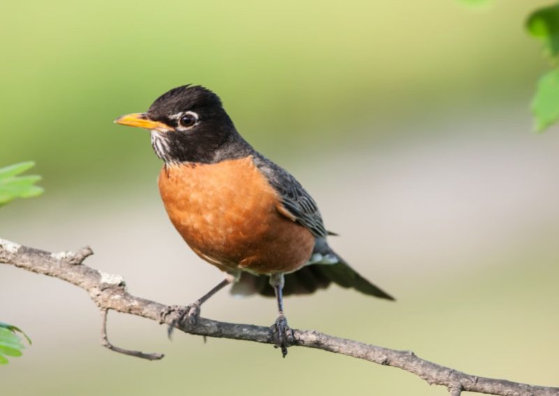 Robins in Kansas