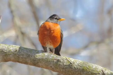What Most Virginia Residents Don’t Realize About Robins in Their Backyards