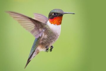 8 Types of Hummingbirds in Oklahoma (Pictures and Identification)