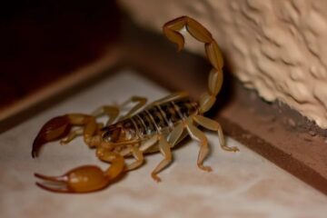 What Most New Mexico Residents Don’t Realize About Scorpion Stings