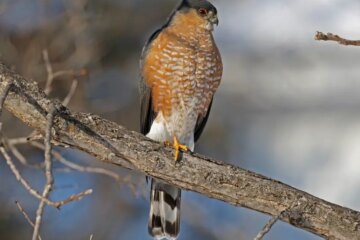 8 Types of Hawks in New Jersey (With Pictures and Identification)