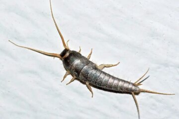 Why Silverfish Suddenly Appear in South Dakota Bathrooms?