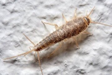 Little-Known Facts About Silverfish Activity in Virginia