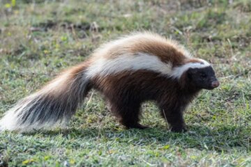 What Those Small Holes in Florida Backyards Often Reveal About Skunks