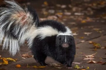 What Most Washington Residents Don’t Realize About Skunks in Their Yards