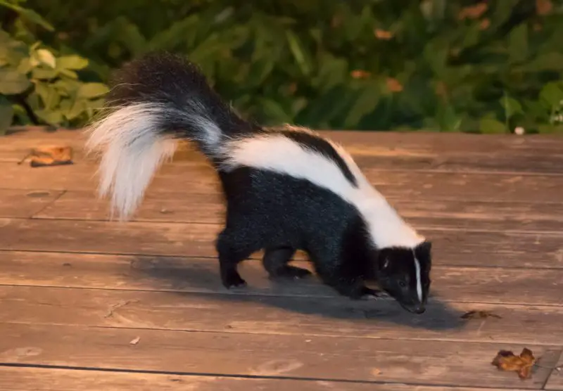 Skunks Living Under Their Porches in Ohio