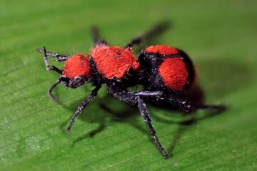 South Carolina Velvet Ant Warning and Why Their Sting Hurts So Much