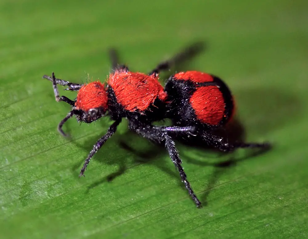 South Carolina Velvet Ant Warning and Why Their Sting Hurts So Much