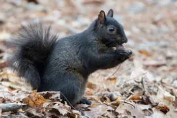 Why Some Squirrels in Massachusetts Suddenly Turn Completely Black?