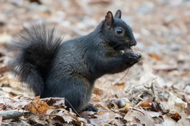 Squirrels in Massachusetts