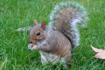 What Most North Carolina Residents Don’t Realize About Squirrels in Their Yards