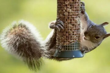 What Most Pennsylvania Residents Don’t Realize About Squirrels in Their Yards