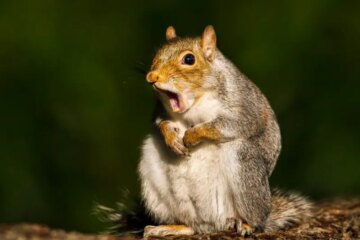 What Most Texas Residents Don’t Realize About Squirrels in Their Yards at All