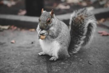 What Most Virginia Residents Don’t Realize About Squirrels in Their Yards