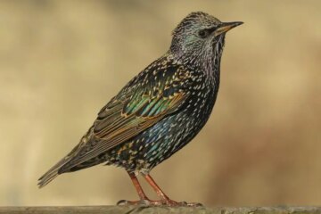 What Most Illinois Residents Don’t Realize About Starlings in Their Yards