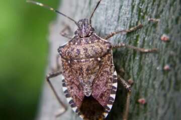 What Most Oklahoma Residents Don’t Realize About Stink Bug Swarms