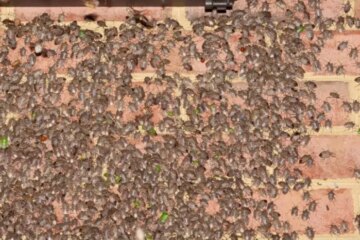 What Most Connecticut Residents Don’t Realize About Stink Bug Swarms