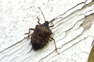 What Most Delaware Residents Don’t Realize About Stink Bug Swarms