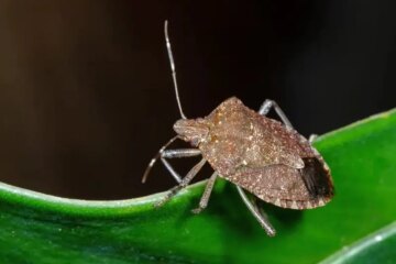 What Most Iowa Residents Don’t Realize About Stink Bug Swarms