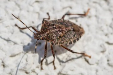What Most Maryland Residents Don’t Realize About Stink Bug Swarms