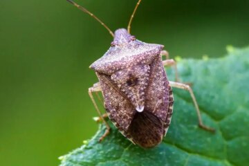 What Most Minnesota Residents Don’t Realize About Stink Bug Swarms