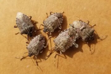 What Most New York Residents Don’t Realize About Stink Bug Swarms