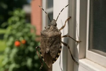 What Most Wisconsin Residents Don’t Realize About Stink Bug Swarms