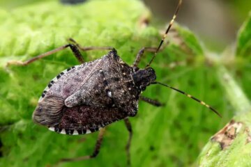 What Most Vermont Residents Don’t Realize About Stink Bug Swarms