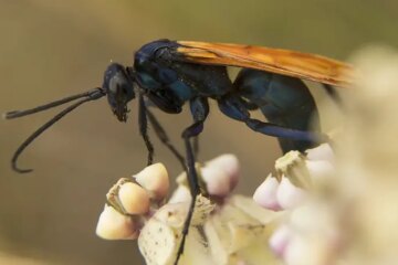 What Most Arizona Residents Don’t Realize About Tarantula Hawk Wasps