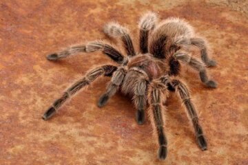What Most Texas Residents Don’t Know About Tarantulas