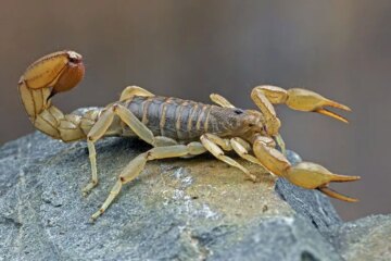 Why Texas Bark Scorpions Still Terrify So Many Residents?