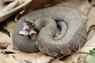 Do Water Moccasins Really Chase People in New York State?