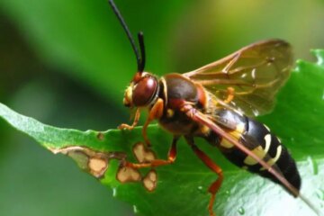 The Surprising Role Cicada Killer Wasps Play in Ohio