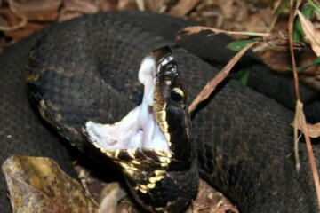 The Survival Skills Cottonmouths Use Along Louisiana Bayous