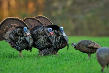 Those Strange Wild Turkey Displays Showing Up Around Texas Neighborhoods