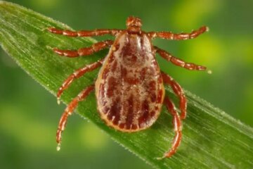 What Most Colorado Residents Don’t Realize About Tick Bites