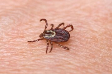 What Most Oregon Residents Don’t Realize About Tick Bites in Their Yards