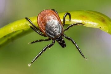 What Most Virginia Residents Don’t Realize About Tick Bites and Lyme Disease