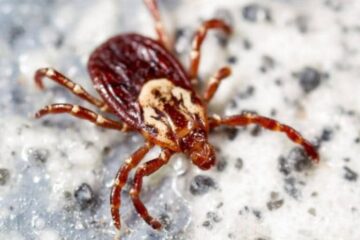 What Most Washington Residents Don’t Realize About Tick Bites