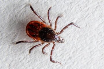 What Most Michigan Residents Don’t Realize About Tick Prevention