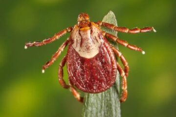 Why Montana’s Ticks Have Become a Serious Risk for Hunters